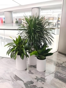 专业绿植租摆奉化，开启绿色生活篇章