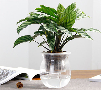 奉化植物出租哪家棒？答案就在这里啦！