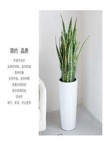 在慈溪，植物出租如何为空间带来清新气息？